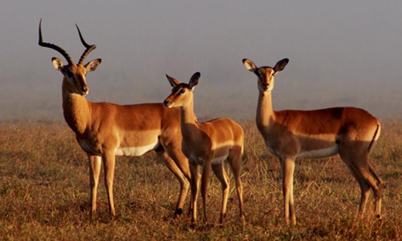 Impala_650_0