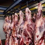 Meat.file_.not_