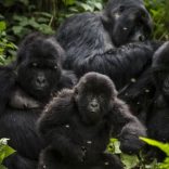 Virunga