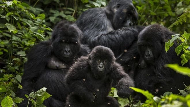 Virunga