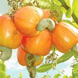 CASHEW.PIC_.NOT_