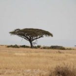 Africansavan