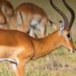 Antelopes