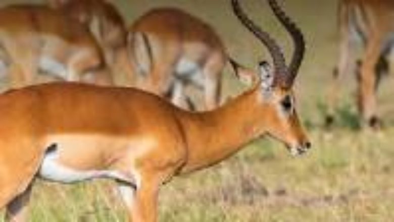 Antelopes