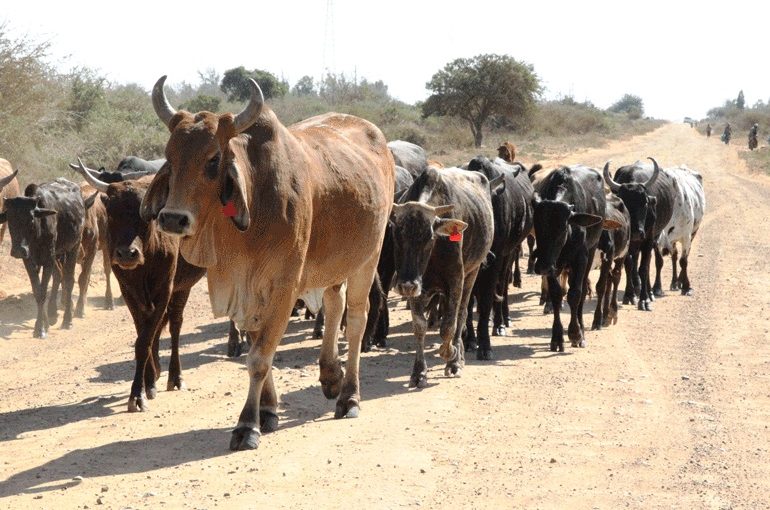 Cattle.file_.not_