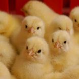 Chicks1