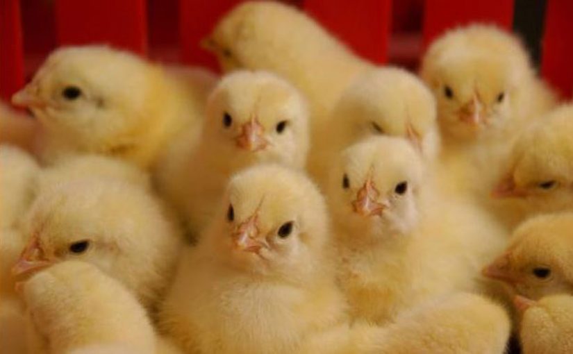 Chicks1
