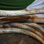 Ivorytips.file_.rm_