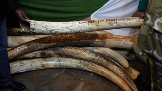 Ivorytips.file_.rm_