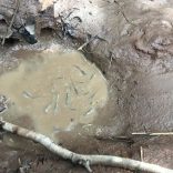 Mudhole