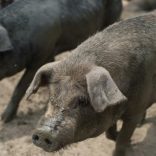 Pigsinchina