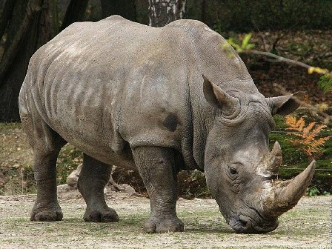 Rhinomoz.rm_