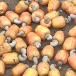 Cashewnutsrm