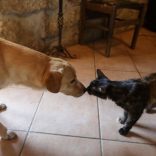 Catsandogs.lusa_