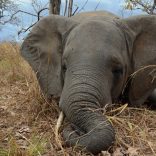 Elephantniassa1.file_.alaisternelson.wcs_