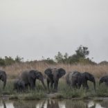 Elephantsivory.afp_