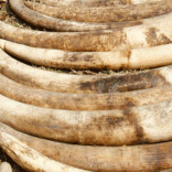 Ivorytips.fm_