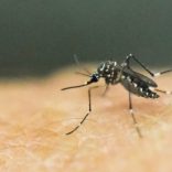 Mosquitodnatweeak
