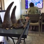 Rhinopparks