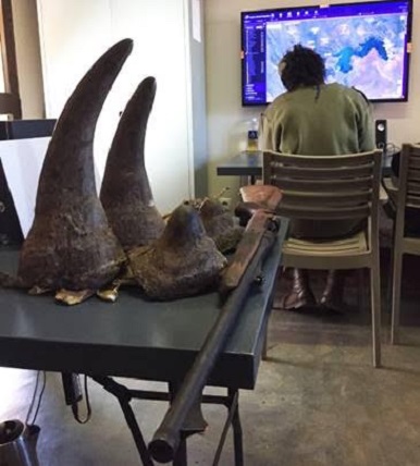 Rhinopparks