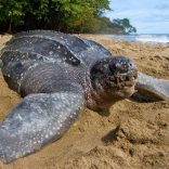 Turtlefile