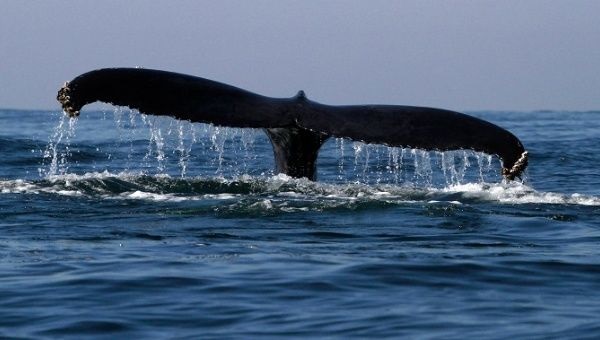 Whalesantuary1
