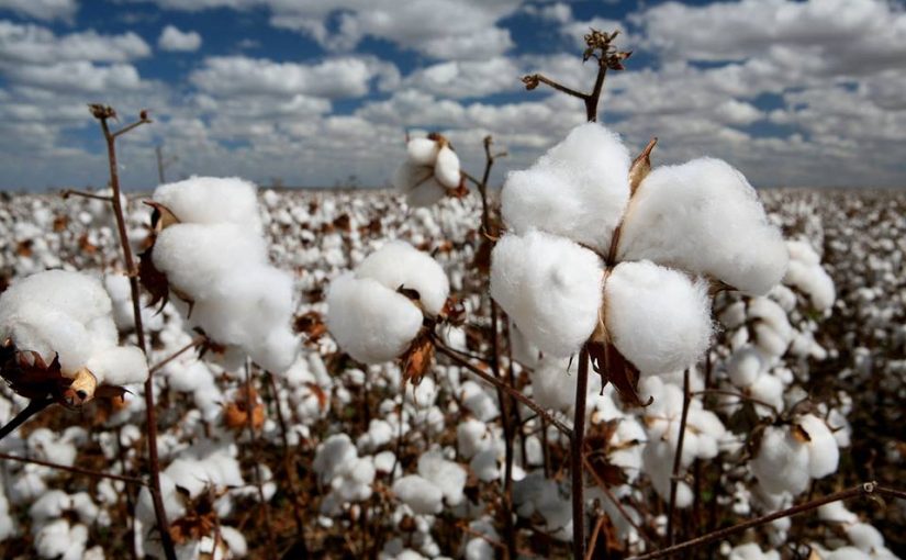 Cotton