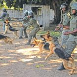 Dogpolice.file_.domingo