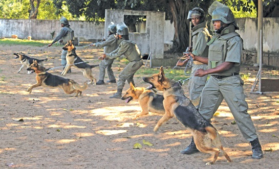 Dogpolice.file_.domingo