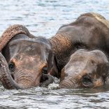 Elephants1.lusa_
