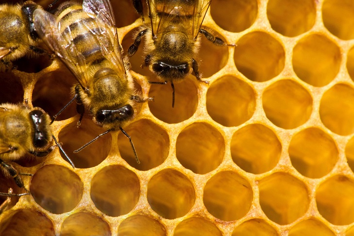 Honey.file_.