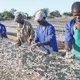 Kaoenta.domingo.file_