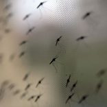 Mosquitos.net_.file_.malaria