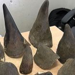 Rhinohorns.op_.tt_