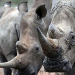 Rhinossschina