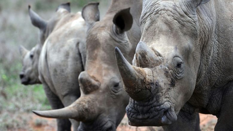 Rhinossschina