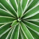 58634805-sisal-agave-in-inhambane-mozambique-southern-africa