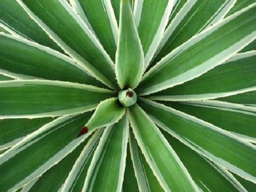 58634805-sisal-agave-in-inhambane-mozambique-southern-africa