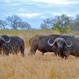 Buffaloes1