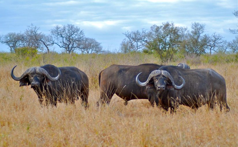 Buffaloes1