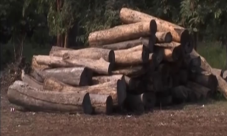 Forestry.logging