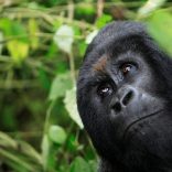 Gorillamountainsfile
