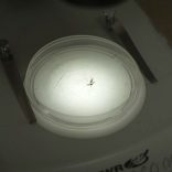 Malaria-mosquito