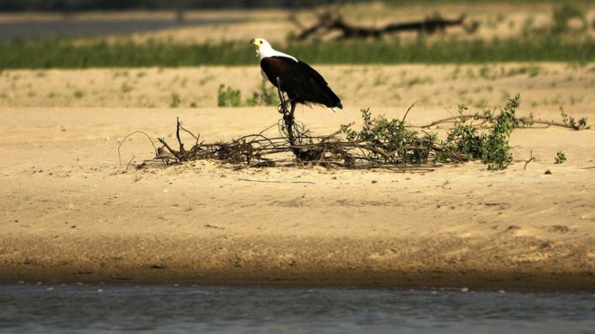 Selousgamereserve