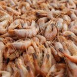 Shrimp