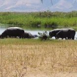 Hippo-pic