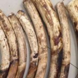 Ivoryfilevoa