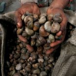Tanzaniacashewnuts