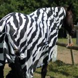 Zebrahorse