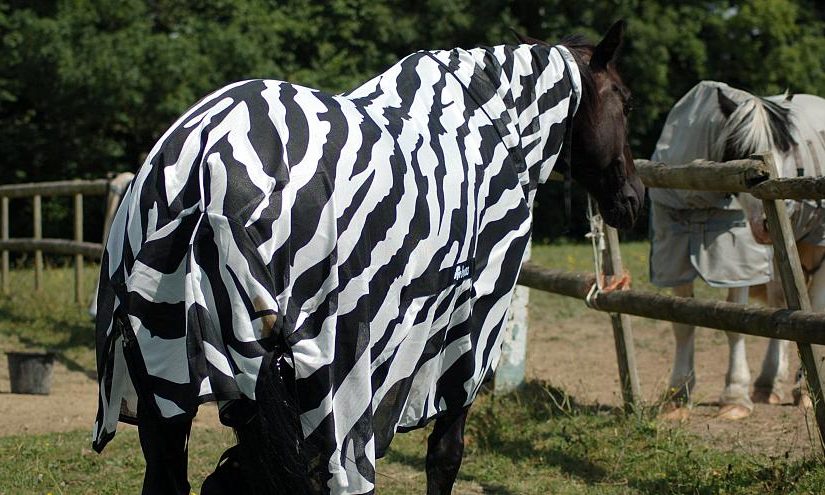 Zebrahorse